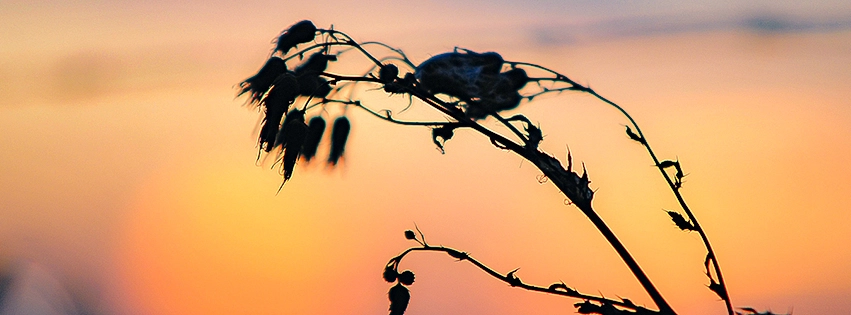 Pflanze im Sonnenuntergang, mit link zur Landschaftsfotografie