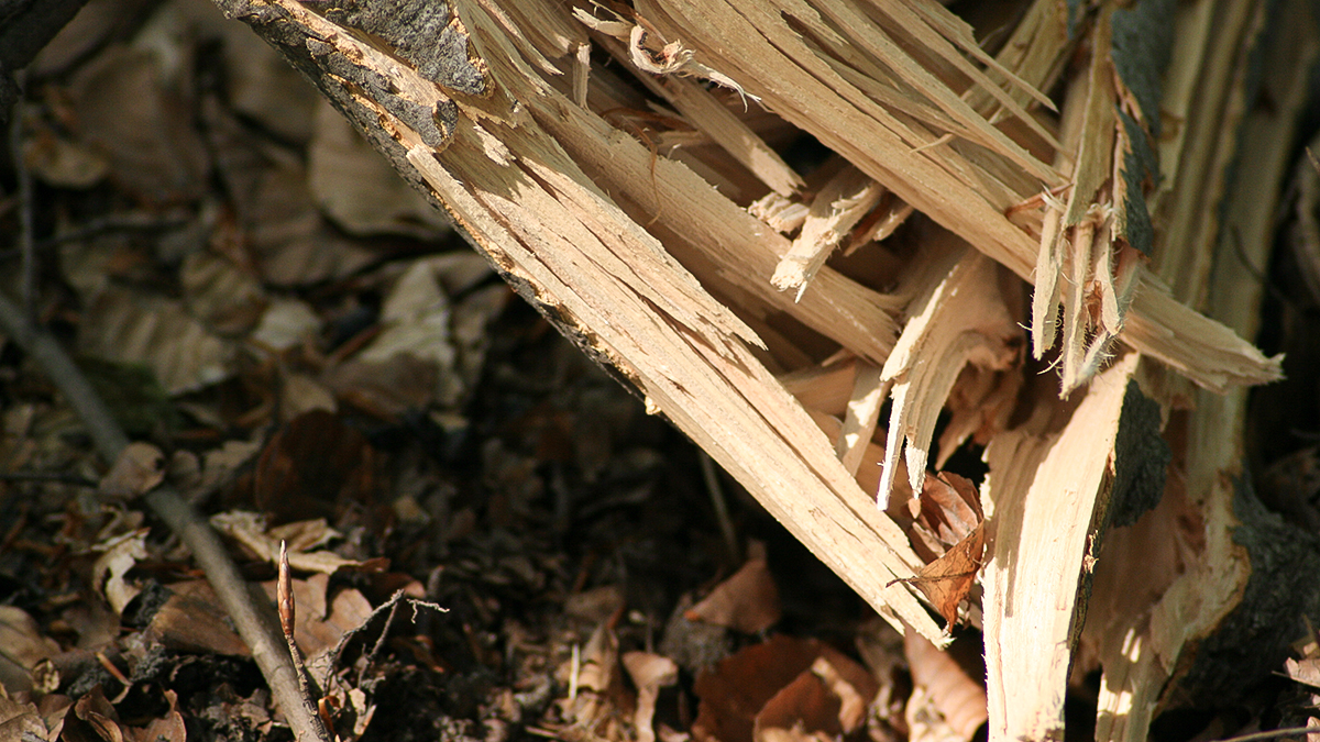 Landschaftsaufnhame, Nahaufname Holz gespalten