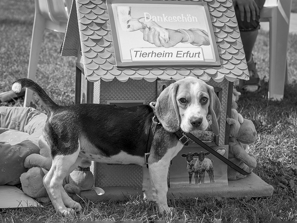 Beagle Welpe bei Veranstaltung im Tierheim Erfurt