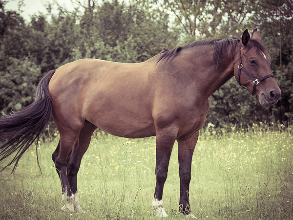 Tieraufnahme Pferd auf Wiese, Porträt mit Tonung