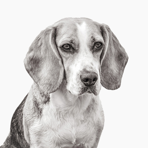 tierisches Porträt Beagle Dame in s/w Tonung