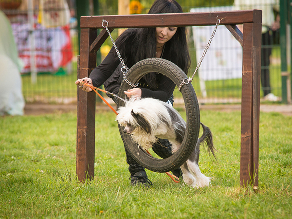 Tierheim in Erfurt Hunde Agility-Sport, Hund durchspringt Hindernis
