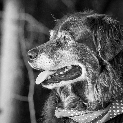 Tierfotografie Hundeporträt auf Feldweg, Hund Nahaufname in s/w gehalten