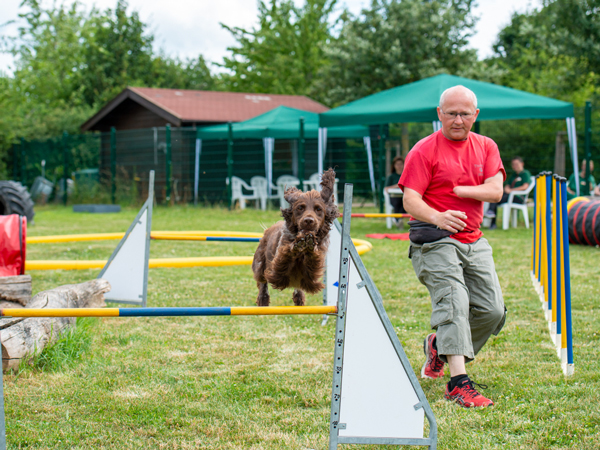 Tierheim in Erfurt Hunde Agility-Sport, Hund überspringt Hindernis