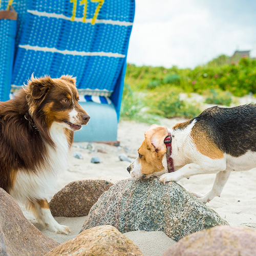 Tierreportage Hunde am Strand spielend