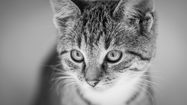 Portrait Hauskatze Kitten mit Ringlicht Ausleuchtung